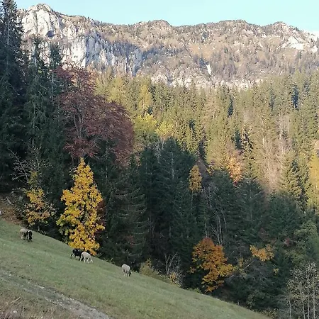 Novak * Ljubno